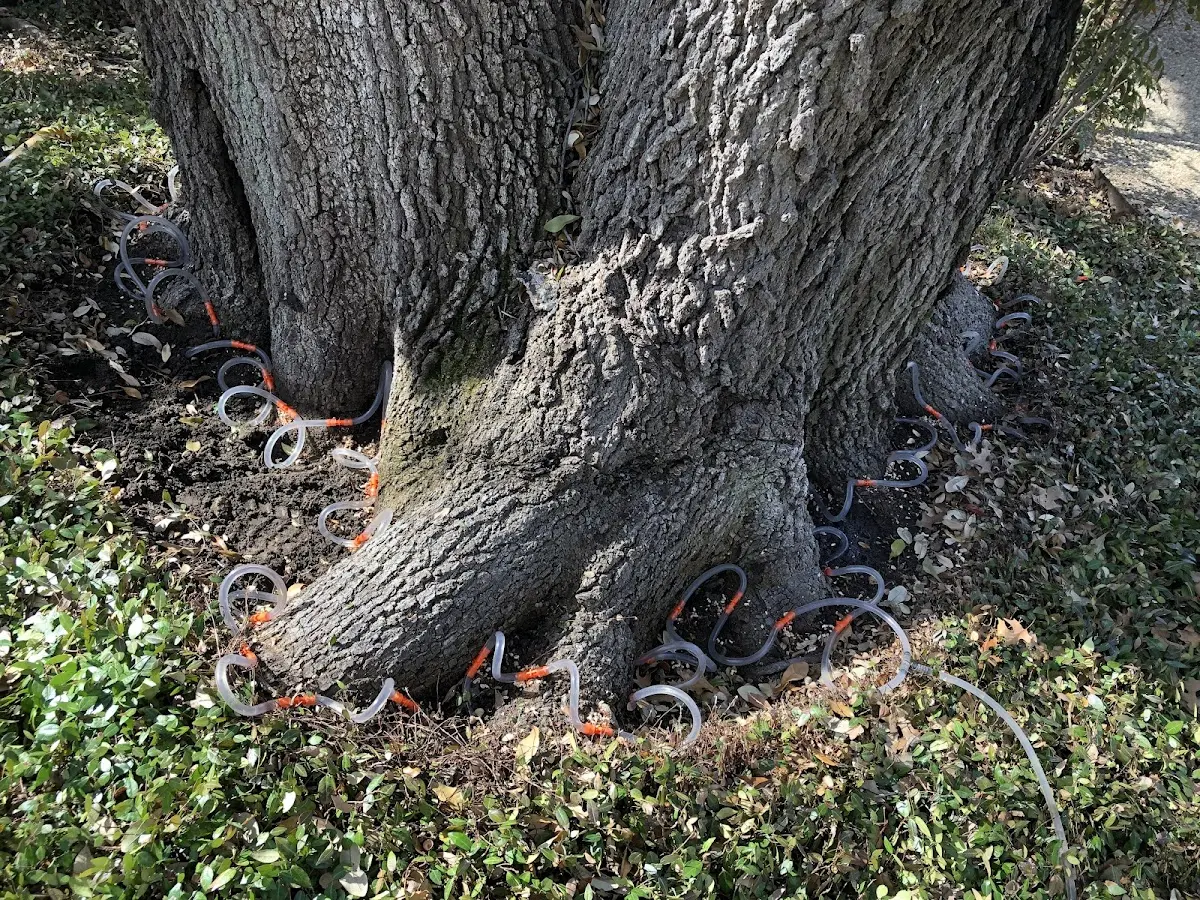 Detailed Tree Cabling and Bracing job site in Hansford