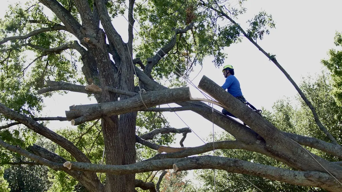 Professional Crown Thinning performed by certified arborists in Hansford