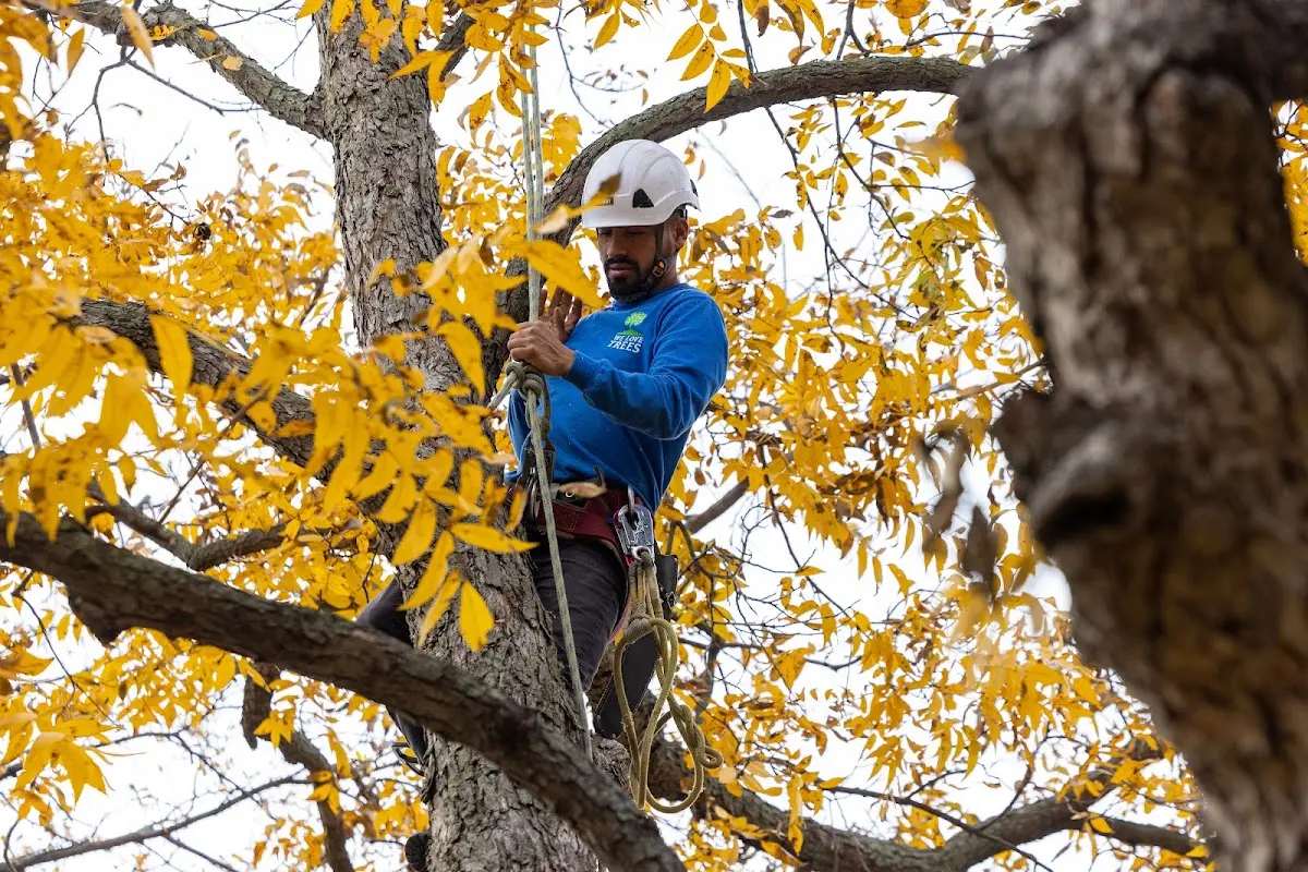 Skilled Tree Pruning crew working in Hansford